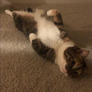 Meet your Posher, Susan